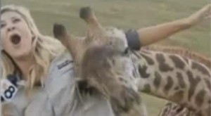 Giraffe Loves This TV Reporter (VIDEO)