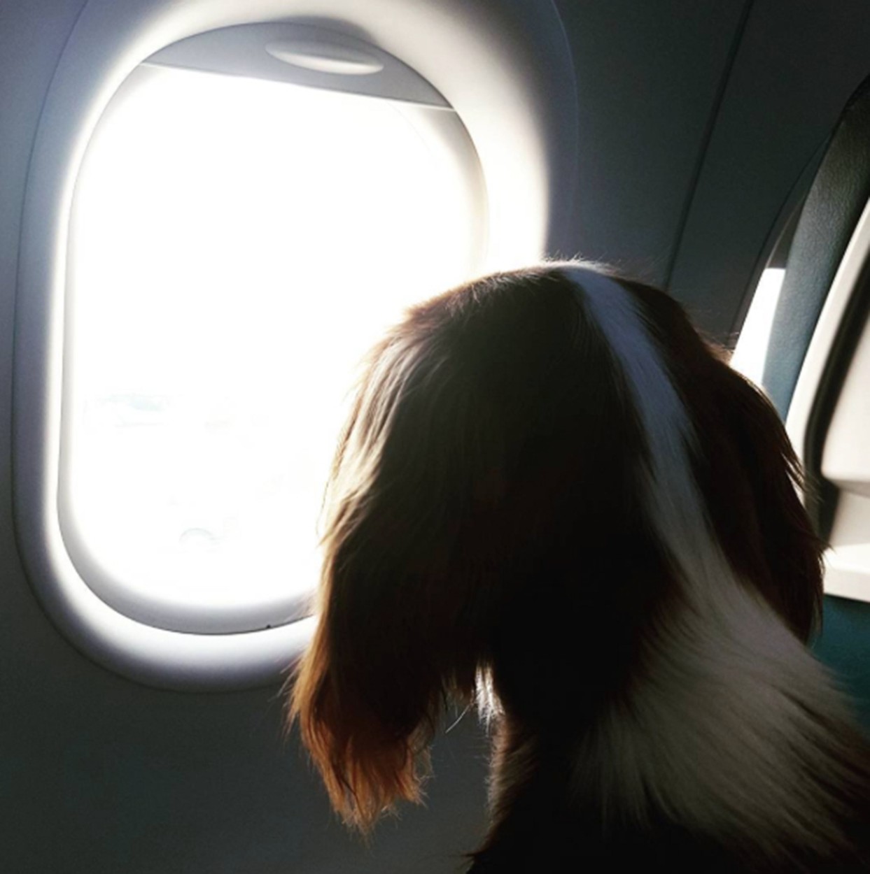 Ellie The Dog Travels Around The World - Woman