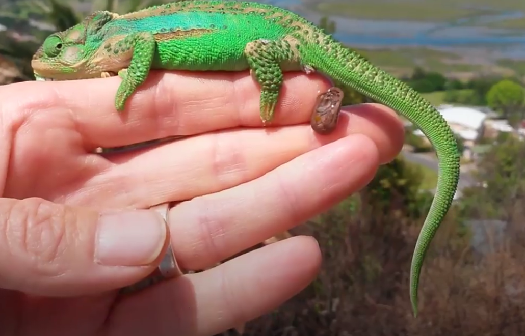 Incredible video reveals the moment a chameleon gives birth to 26
